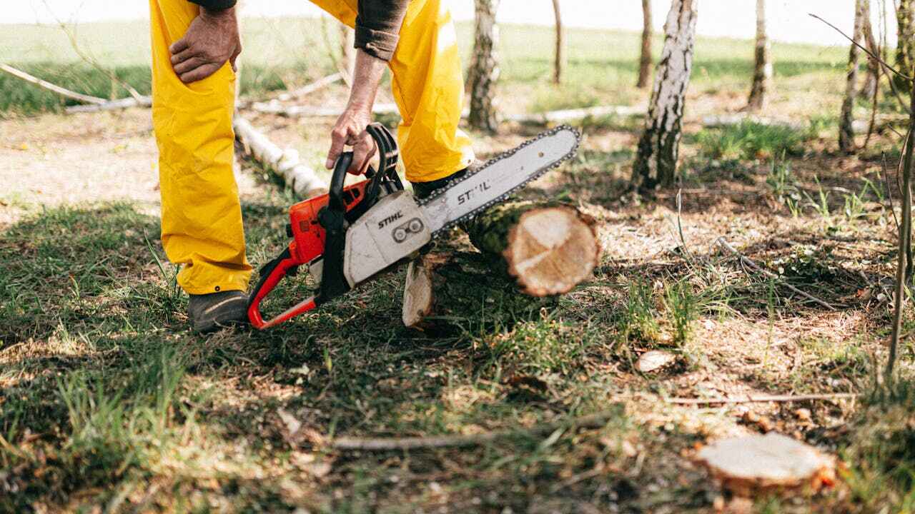 The Steps Involved in Our Tree Care Process in El Verano, CA